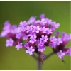 Kép 2/7 - Verbena bonariensis 