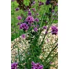 Kép 3/7 - Verbena bonariensis 