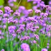 Kép 1/7 - Verbena bonariensis 