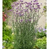 Kép 4/7 - Verbena bonariensis 