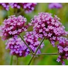Kép 6/7 - Verbena bonariensis 