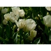 Kép 2/2 - Tulipán Weisse Berliner Triumph