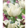 Kép 1/2 - Tulipán Triumph White Liberstar