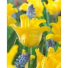 Kép 1/2 - Tulipán Single Late Yellow Crown