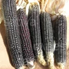 Kép 2/3 - Fekete tortillakukorica - Zea mays Nero Spinoso
