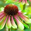 Kép 2/3 - Bíbor Kasvirág Zöld - Echinacea Purpurea Green Twister