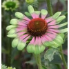 Kép 1/3 - Bíbor Kasvirág Zöld - Echinacea Purpurea Green Twister