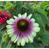 Kép 3/3 - Bíbor Kasvirág Zöld - Echinacea Purpurea Green Twister