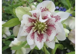 Alacsony növésű Évelők  0-20 cm