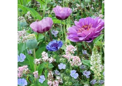 Vetőmagok - virágok