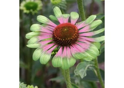 20 cm feletti évelők