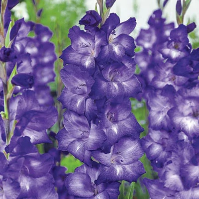 Kardvirág - Gladiolus Blue Isle - 10 db
