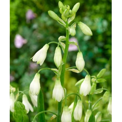 Nyári Jácint - Galtonia Candicans