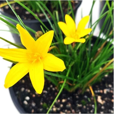 Zefírvirág Sárga - ZEPHYRANTHES Citrina