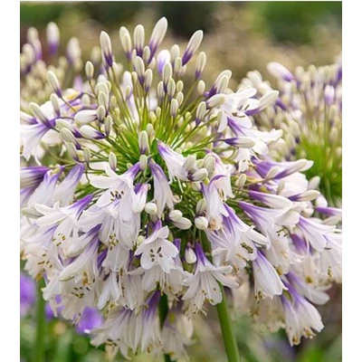 Szerelemvirág Tűzijáték  - Agapanthus Fireworks