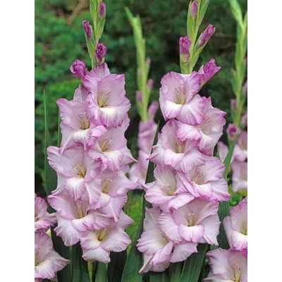 Kardvirág - Gladiolus Zamora - Kardvirág - 10 db