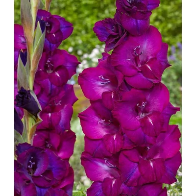 Kardvirág - Gladiolus Next Level - 10 db