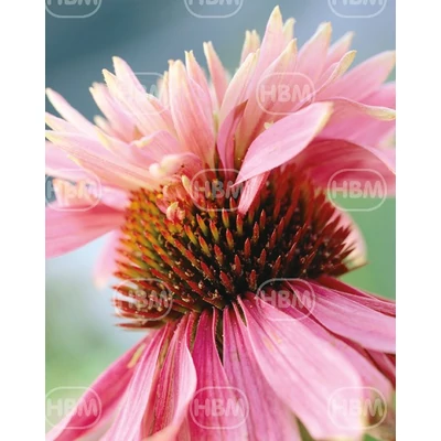 Bíbor Kasvirág dupla rózsaszín - Echinacea Double Indiaca 