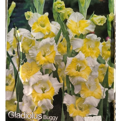 Kardvirág - Gladiolus Buggy - 10 db