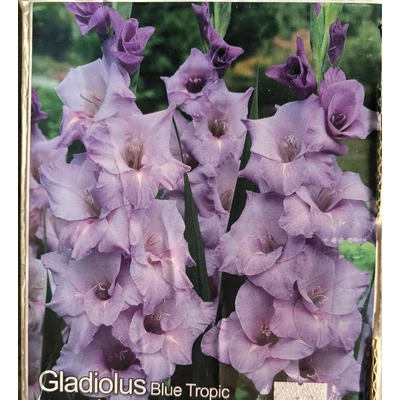 Kardvirág - Gladiolus Blue Tropic - 10 db