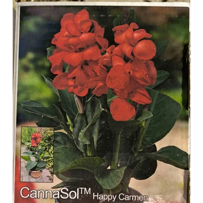 Cannasol Happy Carmen