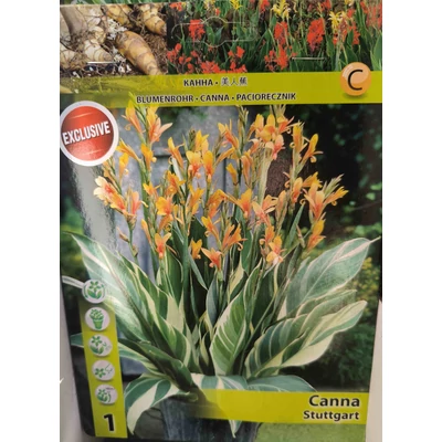 Canna Stuttgarter