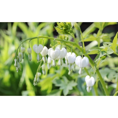 Nagy Szívvirág fehér - Dicentra spectabilis 'Alba'