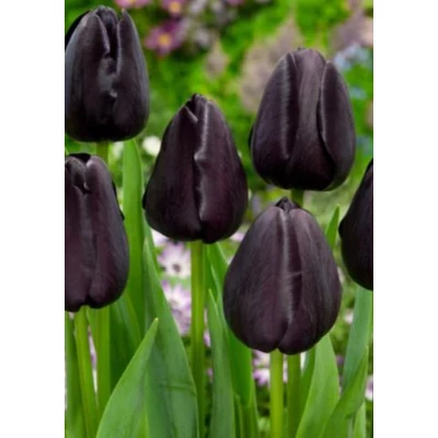 Tulipán Single Late Queen of Night