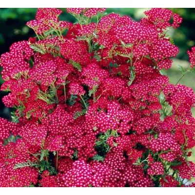 Cickafark rózsaszín - Achillea millefolium Summerwine
