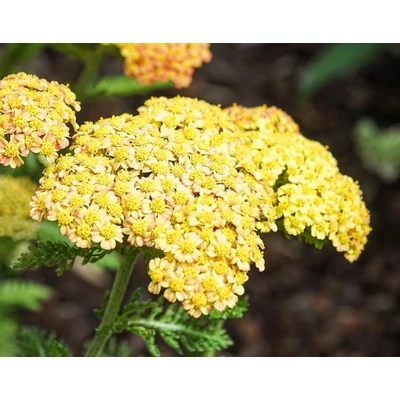 Cickafark sárga - Achillea millefolium Yellow