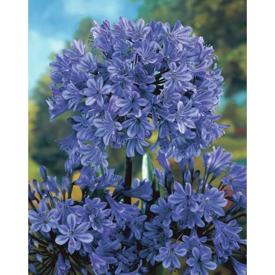 Szerelemvirág Kék - Agapanthus Blue Giant 