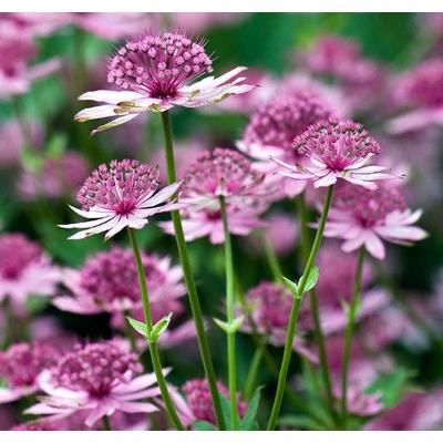 Völgy cillag rózsaszín - Astrantia major Rosea