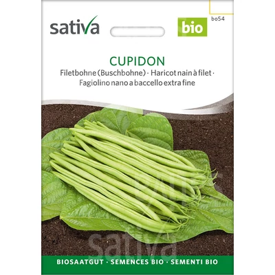 Bab törpe francia Cupidon - Phaseolus vulgaris Cupidon