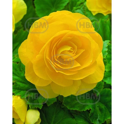 Gumós begónia dupla sárga - Begonia Double Yellow