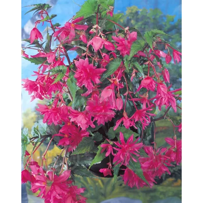 Gumós Begónia Pink -Begonia Cascade Pendula Pink