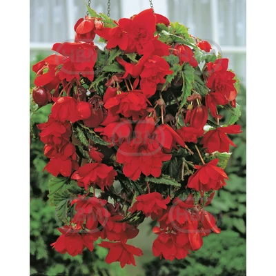 Gumós Begonia csüngő piros - Begonia Cascade Pendula Red