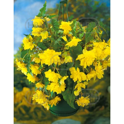 Gumós begónia csüngő sárga - Begonia Cascade Pendula Yellow