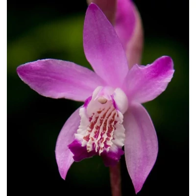 Jácint orchidea - Bletilla striata Rose