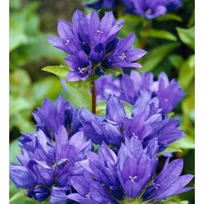 Csomós harangvirág kék - Campanula Glomerata Blue