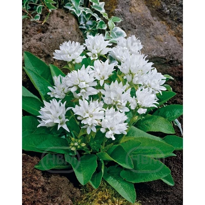 Csomós harangvirág fehér - Campanula Glomerata White