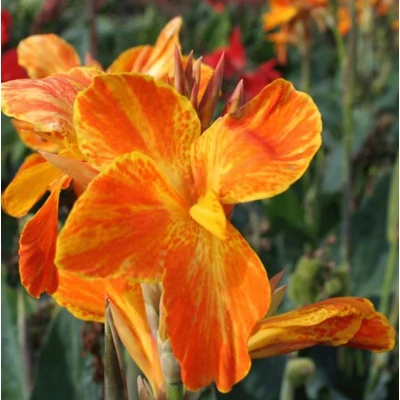 Virágos nád 'Carnaval' - Canna Carnaval 