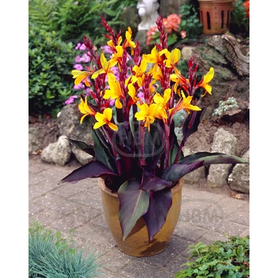 Virágos nád - Canna Louis Cotton