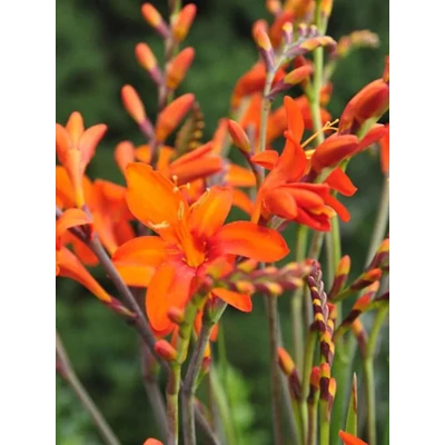 Kerti sáfrányfű - Crocosmia masonorum Orange