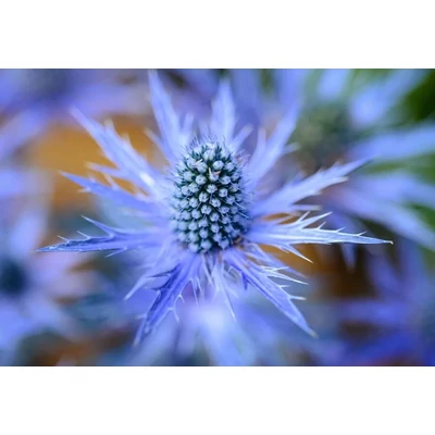 Havasi Kék Iringó - Eryngium Blue Star
