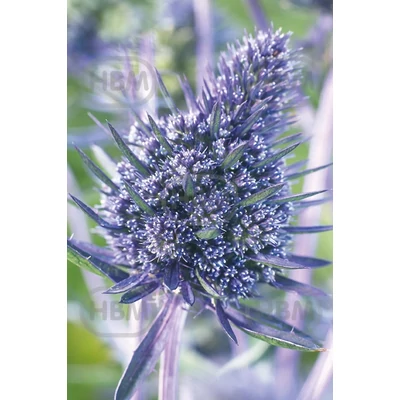 Kék iringó 'Bethlehem' - Eryngium Bethlehem