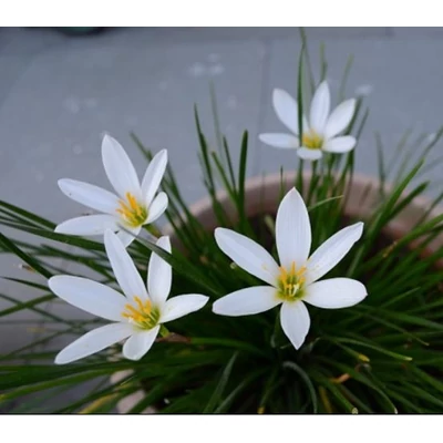  Zefírvirág fehér - ZEPHYRANTHES CANDIDA 