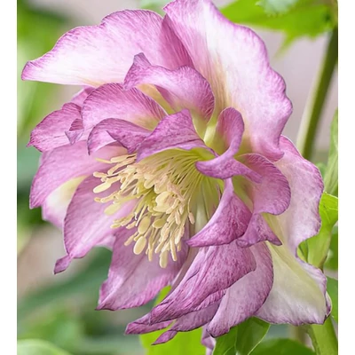 Hunyor - Helleborus Double Ellen Pink