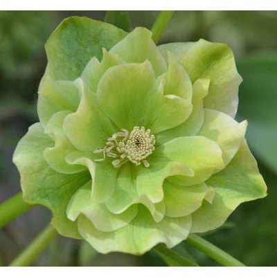 Hunyor - Helleborus Double Ellen Green
