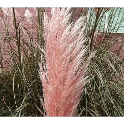 Rózsaszín pampafű - Cortaderia Selloana Pink