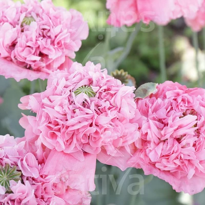Dupla virágú mák -  Papaver somniferum var. Paeoniflorum